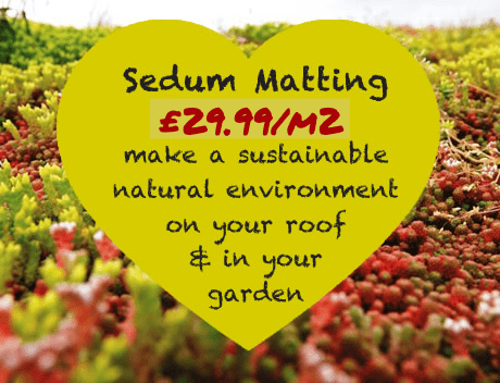Green Roof - Sedum Roof Mat